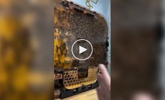 Бджолині вулики, які можна поставити вдома