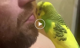 Serious conversations with a parrot