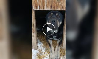 Dog lets cats into its kennel
