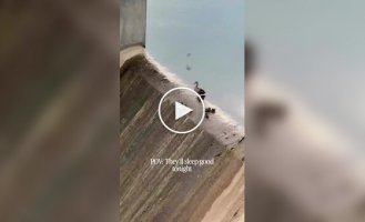 Утиный спецназ