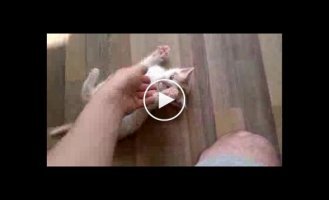 Игривый котенок