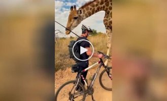 Close encounter with a giraffe