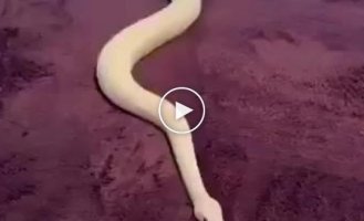 Nature is amazing: the snake tries to leave the bed area