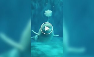Beluga whales are still funny