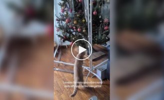 Кот и новое защитное ограждение елки