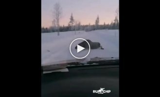 A frightened moose tried to attack a car