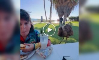 A feathered bandit took a sandwich from a boy
