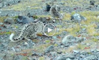 Tired of the paparazzi: a snow leopard broke the camera in the Sailyugem National Park