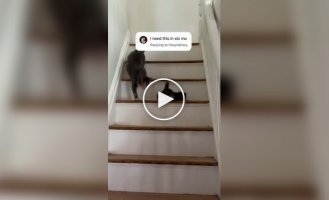 Попытка кошки научить детеныша пользоваться лестницей