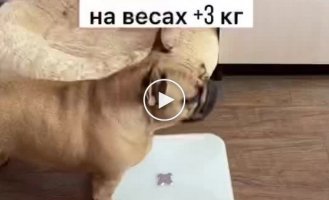 Песик, который решил подкачаться к лету