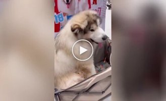 Cat hid in dog's fur