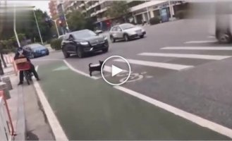 Пес-пешеход переходит дорогу по зебре