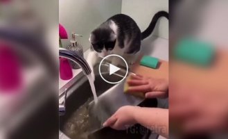 Fluffy helper in the kitchen