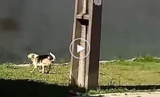 Эта собака не так проста, ведь она может залазить на забор