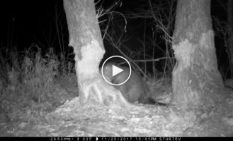 Beaver felling a tree at night