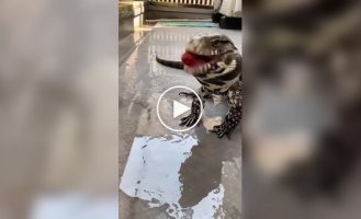 Ящірка намагається з'їсти помідорку