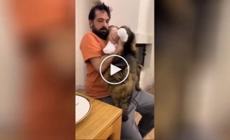 “What about me”: a jealous cat demanding the owner’s attention was caught on video