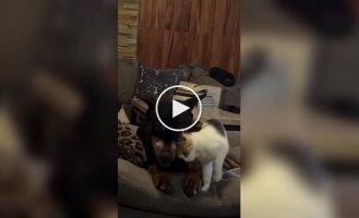 Як кішка з собакою