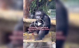 У китайському зоопарку шимпанзе покарали за паління