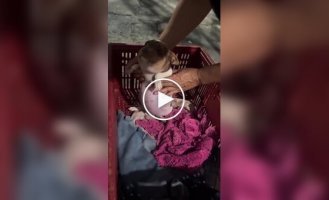 Щеня грало з бджолами і програло
