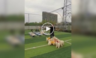 Physical education lesson at a dog school