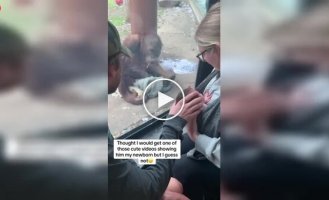 Орангутан очень странно отреагировал на ребенка