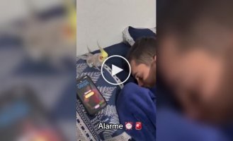 Пернатий будильник