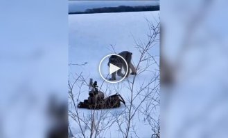 Дикая кошка не смогла пройти мимо игрушки