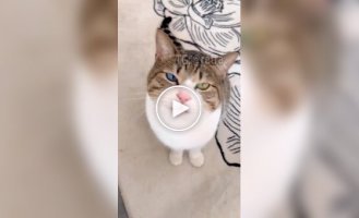 Cat became famous thanks to the color of his eyes