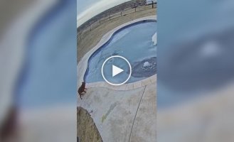 Woman jumps into frozen pool to save puppy