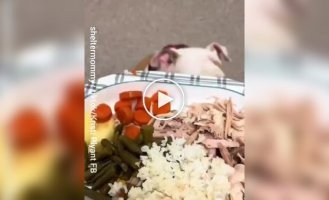 Приют для животных устроил праздничный ужин для кошек и собак