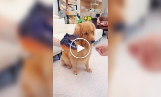Как убедить собаку принять лекарство