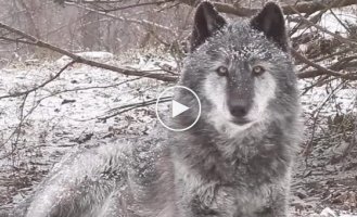 Душевно-то как! Красивый но опасный хозяин зимнего леса