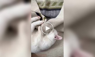 Кот уснул, когда делал кусь