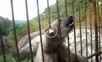 Медведь демонстрирует свои навыки