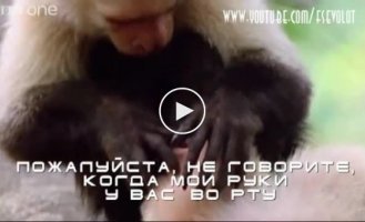 Классное видео из жизни животных