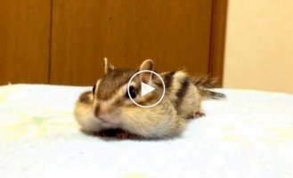 This is how pet chipmunks wake up