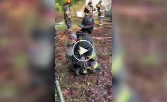 Пожарные забавно трясут телом на работе