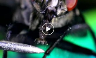 Кормим муху сахаром