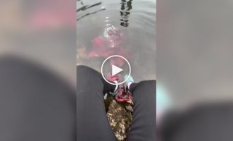 Красный осьминог захотел потрогать ноги девушки