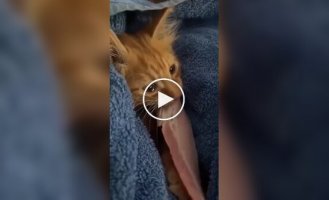 Кот ест бекон со слезами на глазах