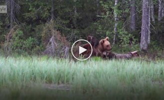 Семейство медведей знает толк в отдыхе