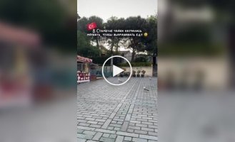 In Turkey, seagulls are learning cat language en masse