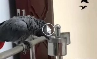 Как объяснить попугаю, что нельзя кусать хозяина