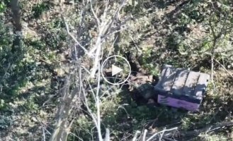 After the drone arrives, combat bees finish off an occupier hiding in the apiary