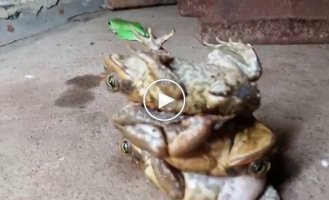 Как правильно складировать жаб и достигнуть дзэн