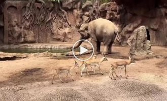 An elephant saved a drowning antelope in a Guatemala zoo
