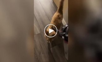 The cat loves when his owner vacuums him