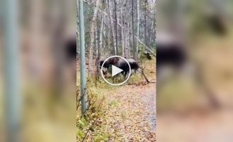 Лоси устроили битву за территорию