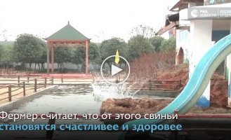 Китайский фермер устроил аттракцион для свинок